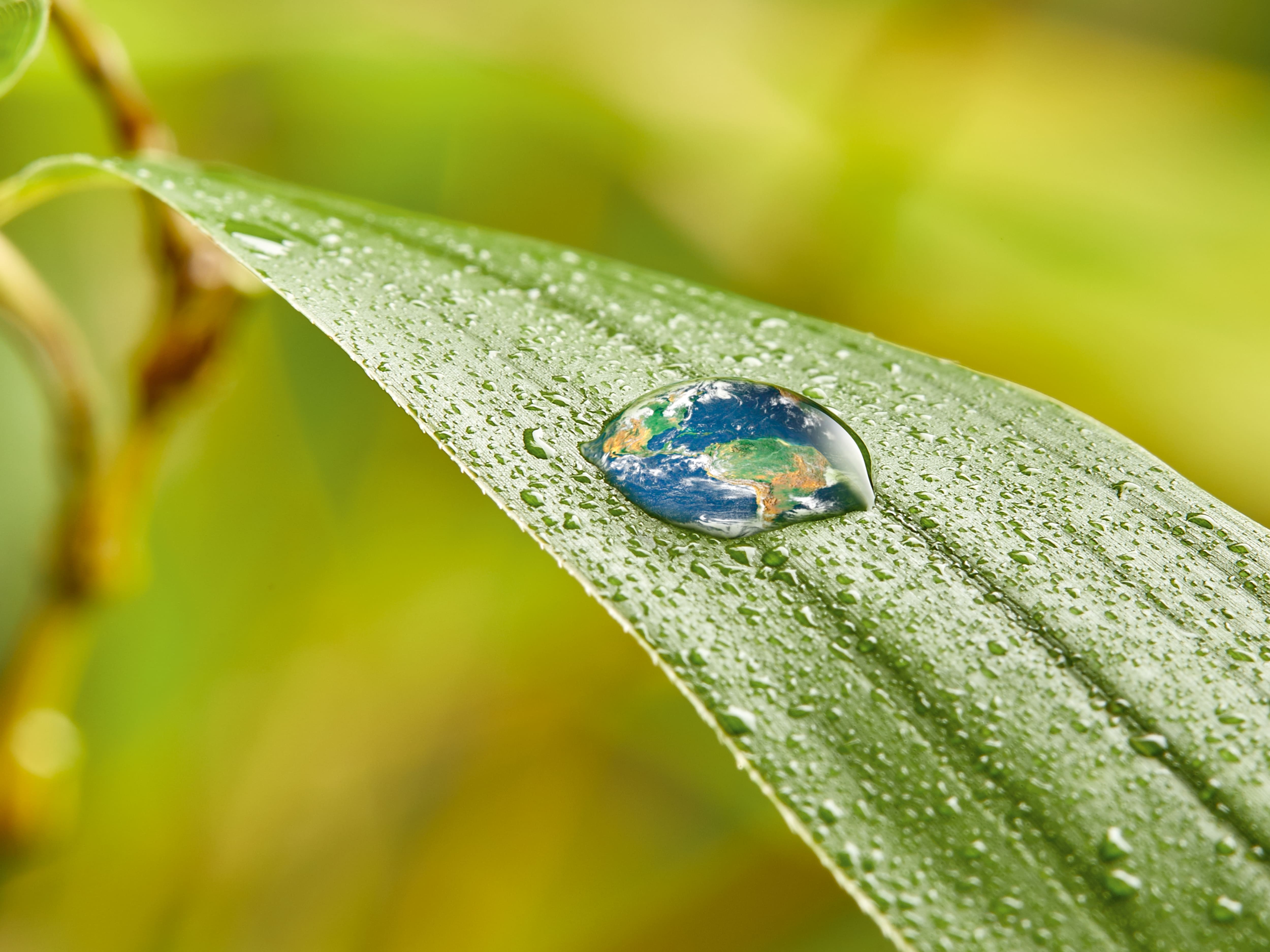 Een waterdruppel op een blad