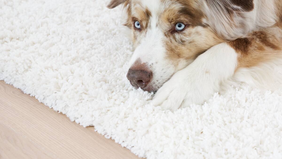 Dog lying on white carpet