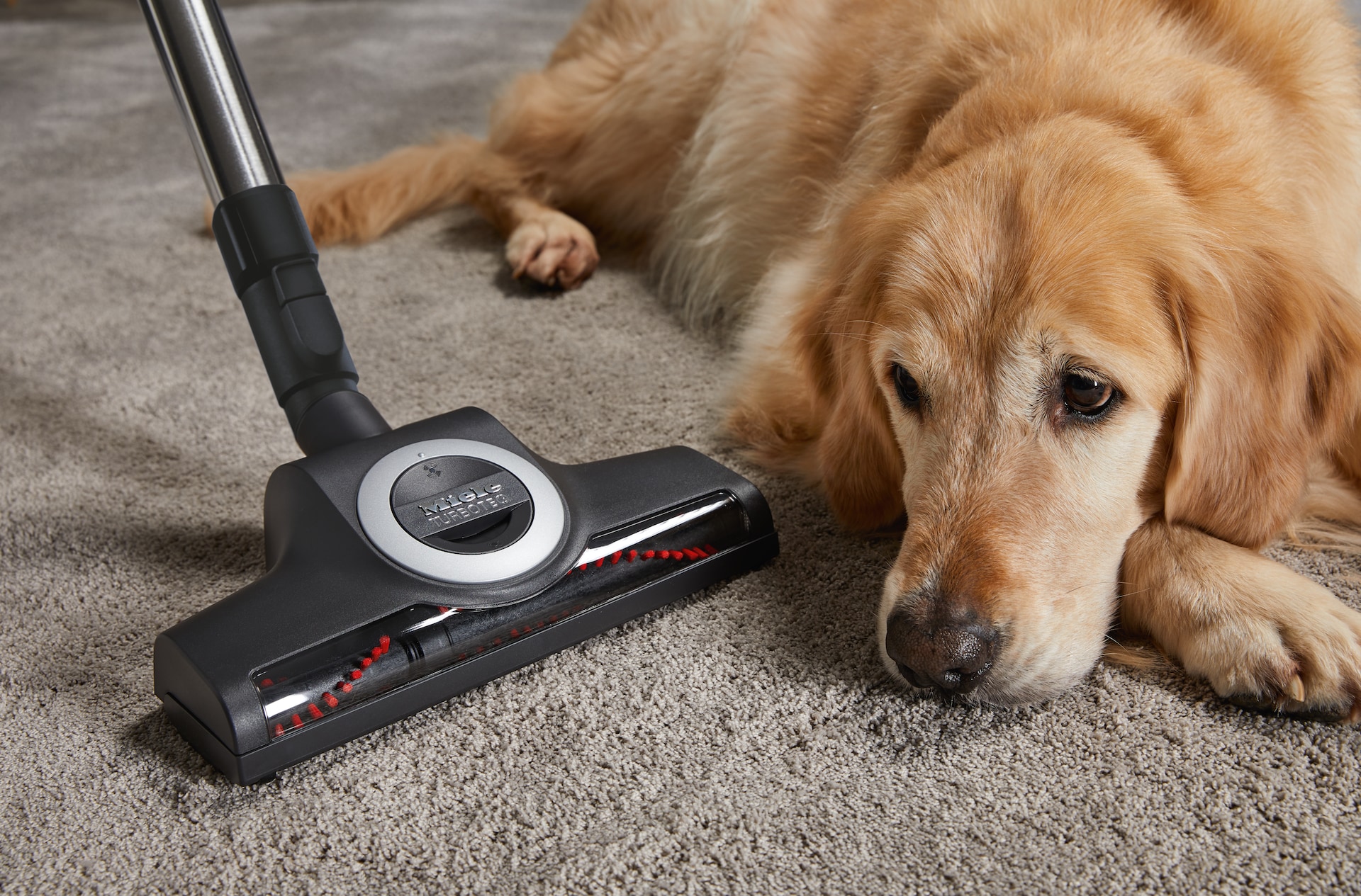 Vacuum cleaners - Complete C2 Cat & Dog Autumn red - 2