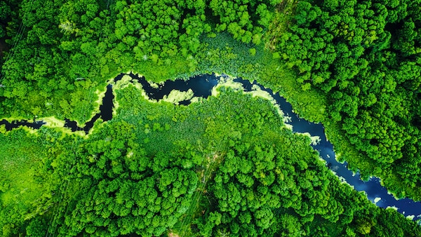Ormanda bir nehir