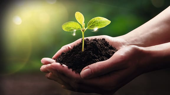 Two hands hold the earth from which a plant grows