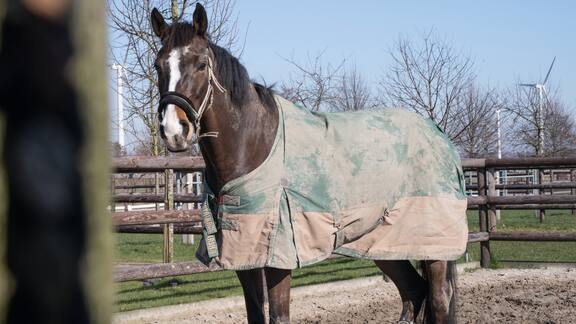 Un caballo está parado afuera en el paddock. La manta de invierno está sucia.