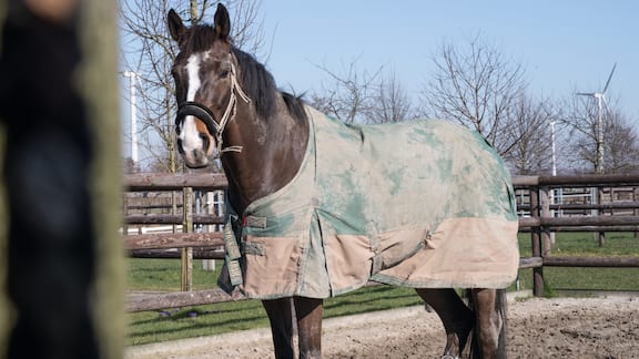 Ein Pferd steht draußen auf dem Paddock. Die Winterdecke ist dreckig.