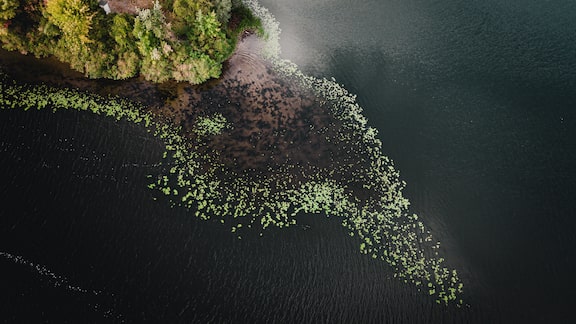 An island seen from above with water, shore and trees.