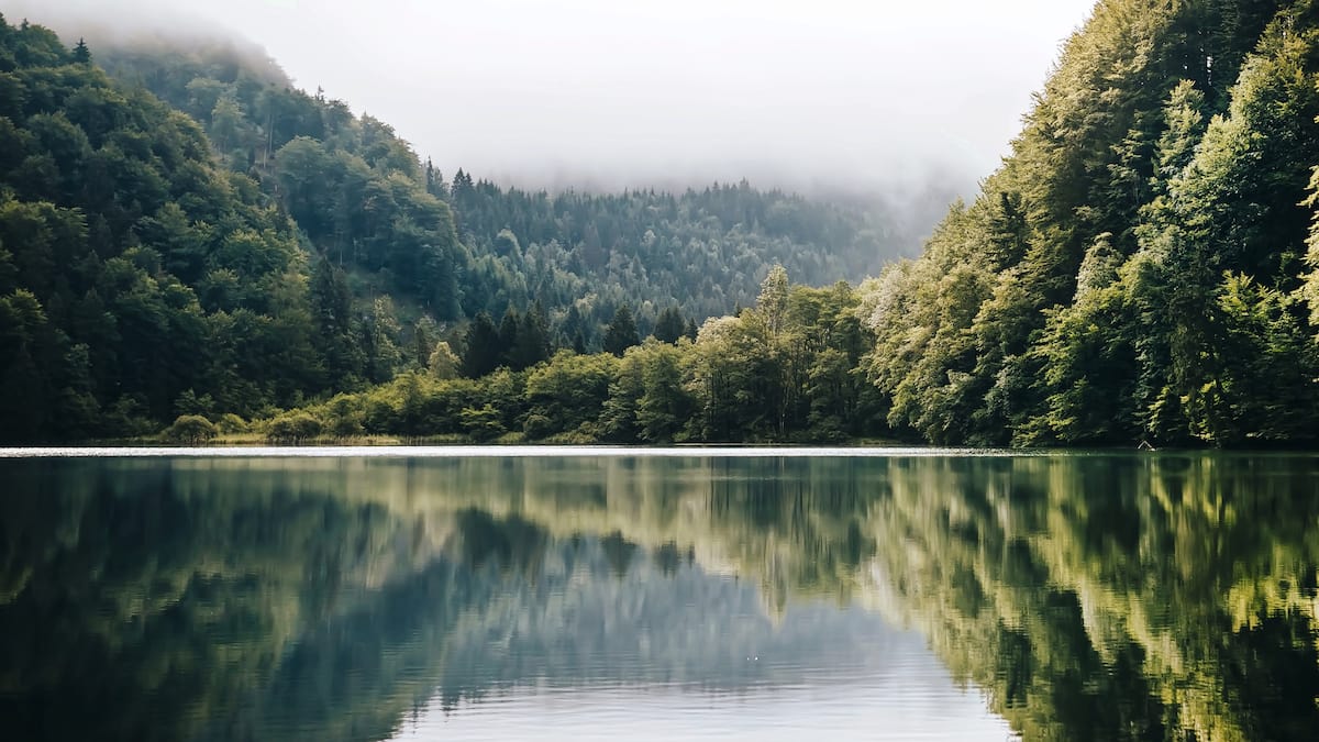 Un lago calmo con una foresta sullo sfondo