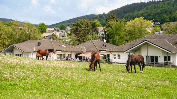 Aufnahme einer Weide mit drei Pferden und Bergen im Hintergrund.