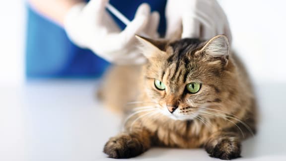cat being injected by veterinary