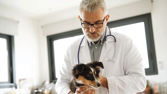 Ein Tierarzt untersucht einen Hund. 