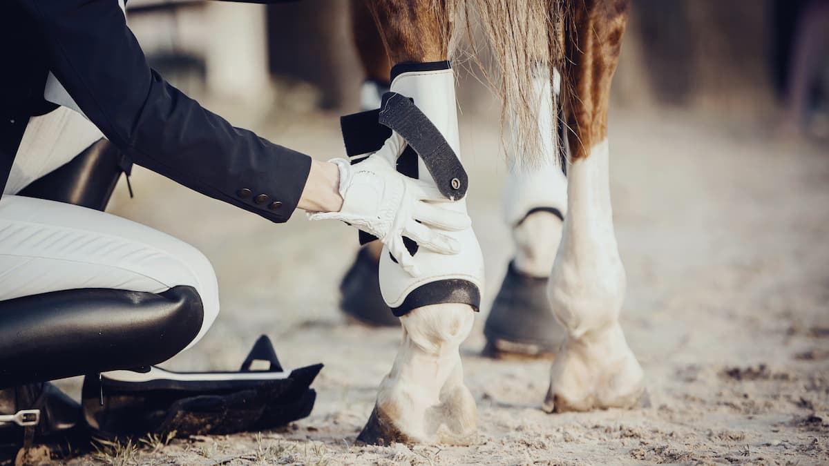 A rider puts gaiters on a horse. They are in a riding arena.