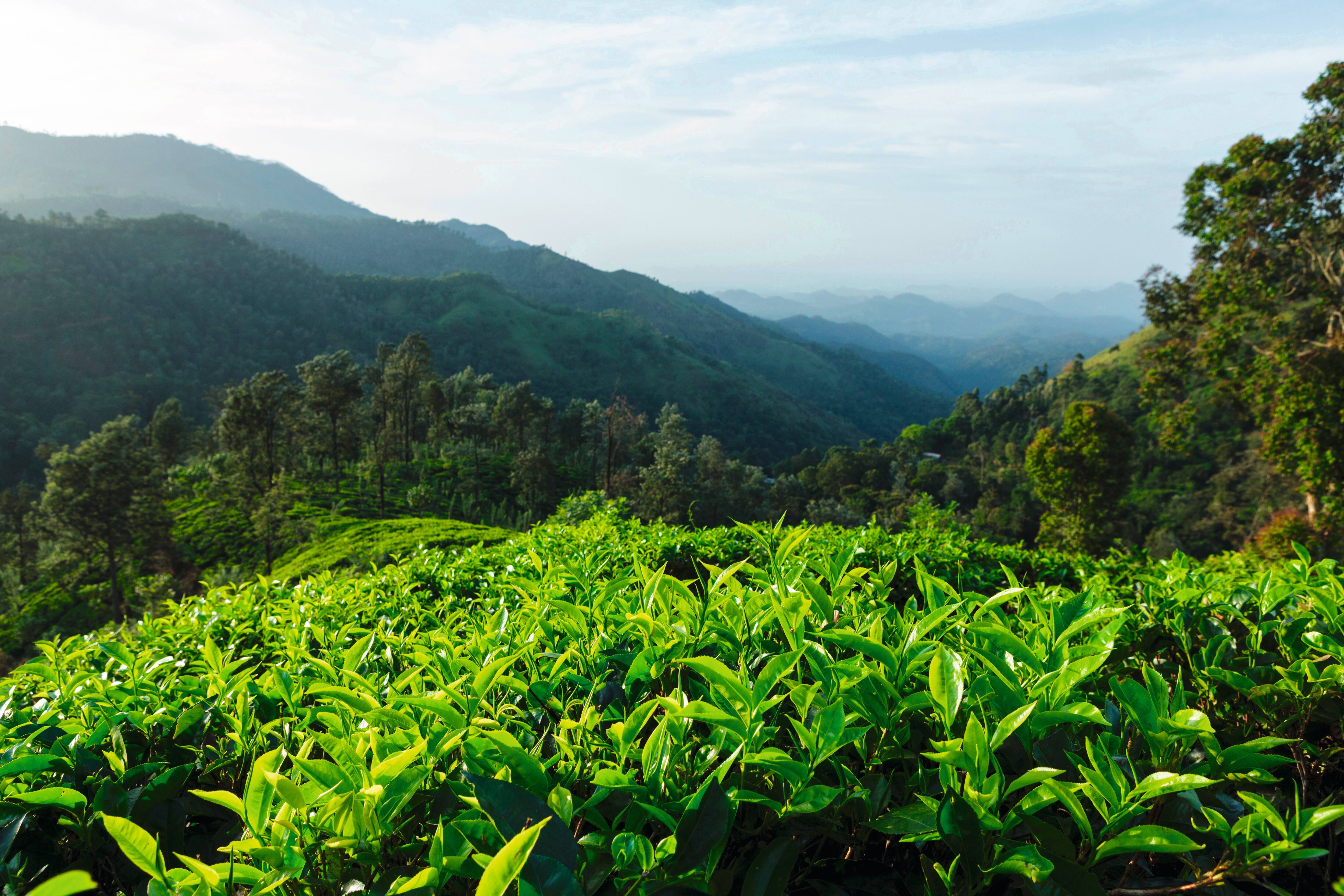 Intensywnie zielone plantacje herbaty wśród falistych wzgórz na tle zamglonych gór pod czystym niebem, symbolizujące zrównoważony rozwój i doskonałość