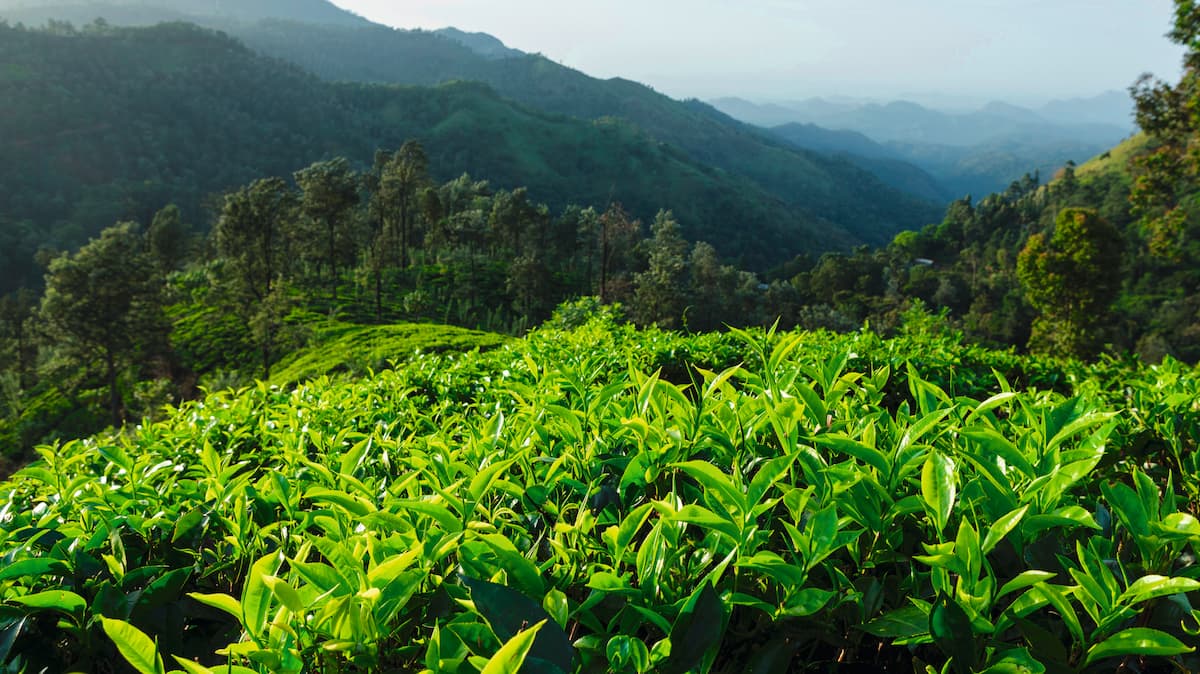 Lush green tea plantation with rolling hills and misty mountains in the background under a clear sky, symbolizing sustainability and excellence