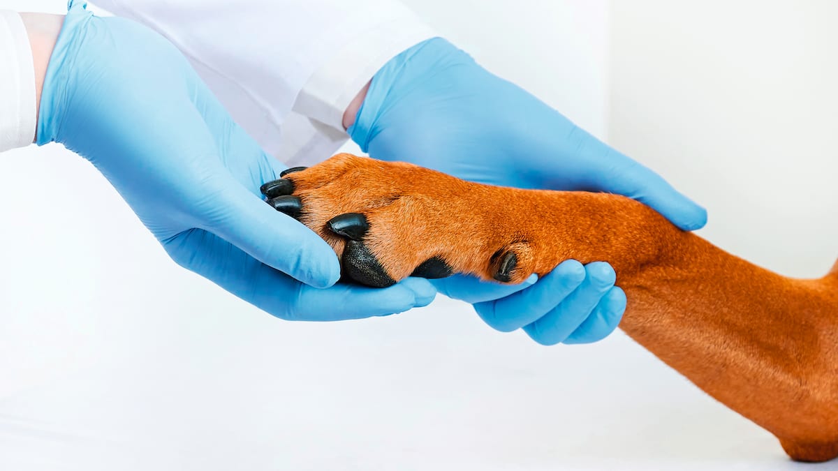 Vet holding dog paw