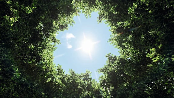 Bild tagen upp mot en blå himmel inramad av trädkronor