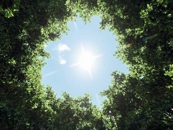 The sun shines through the trees against a blue sky