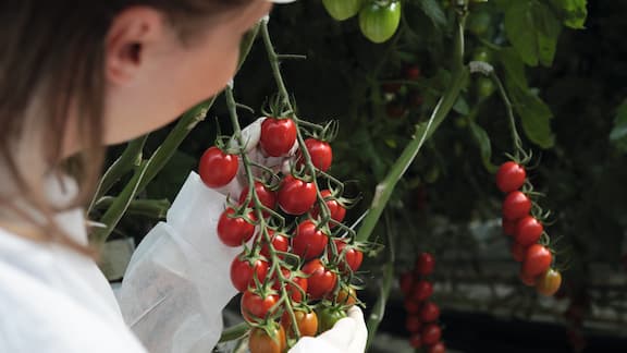 Donna con camice da laboratorio cura i pomodori presso azienda agricola Gandini