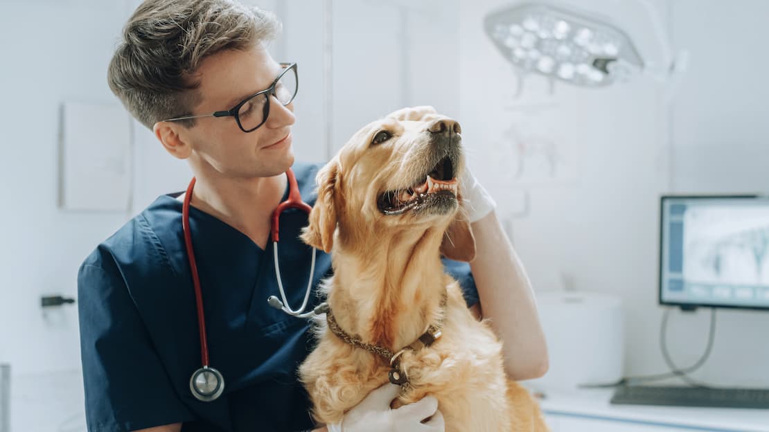 A veterinary doctor looks at a Labrador in veterinary practice