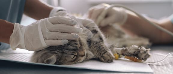 A cat lies on a surgical table before treatment