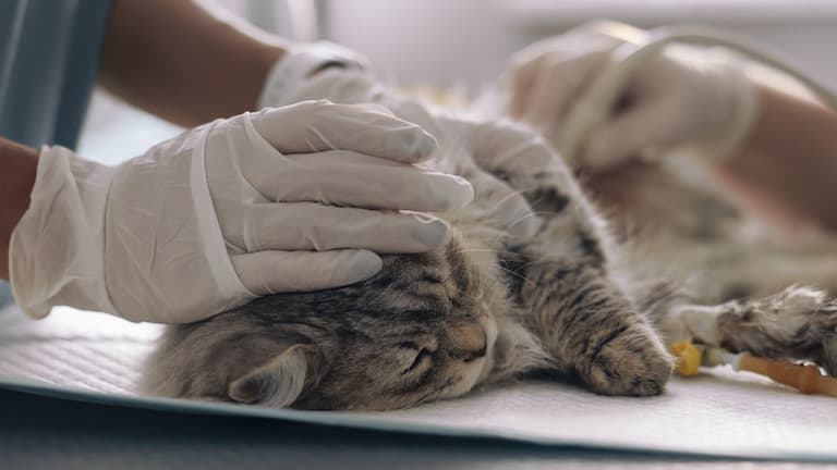 A cat lies on a veterinary surgical table undergoing surgery