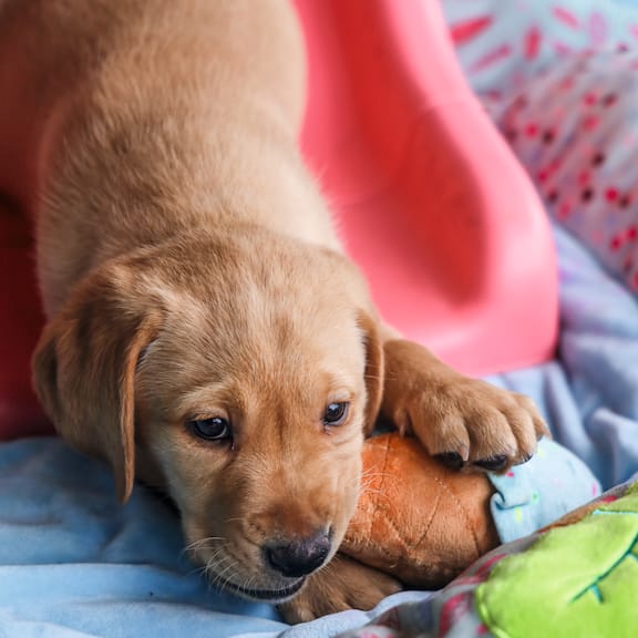 Picture of Miele the puppy