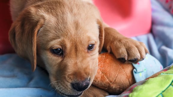 Miele, a 10 week old puppy from Guide Dogs Victoria