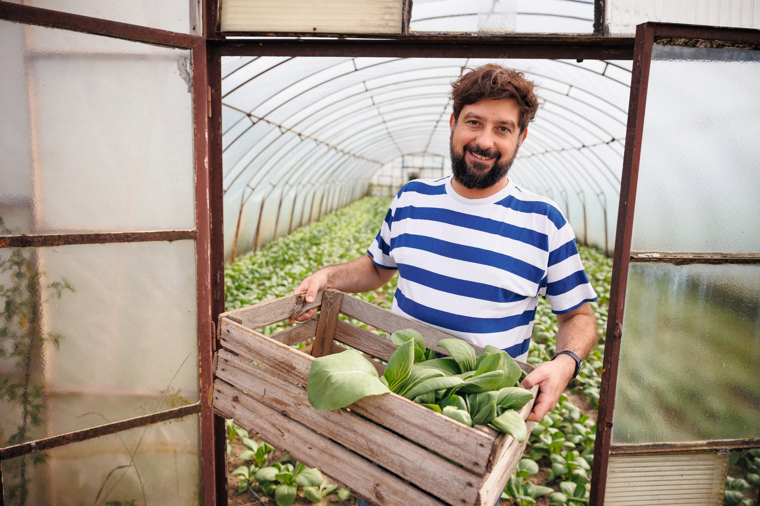 Zdjęcie szefa kuchni w szklarni trzymającego skrzynkę z sałatą w środku Zdjęcie szefa kuchni w szklarni trzymającego skrzynkę z sałatą w środku